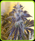 Larry OG Kush - Cali Connection Seeds