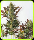 Larry's Lemon OG - Garden of Green