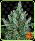 Laughing Buddha - Barneys Farm Seeds