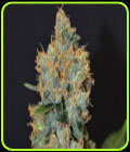Lavender - CBD Seeds