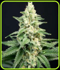 Lavender Barb - House of the Great Gardener