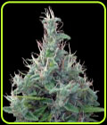 SALE - Lebanese - Ace Seeds - Cannabis Seed Sale Items
