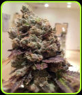 Lee Roy - Rare Dankness Seeds