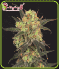 Leisure Zoot Larry - Dr Krippling Seeds