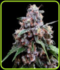 Lemon 18 - Crockett Family Farms