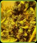 Lemon AID - 710 Genetics
