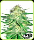 Lemon AK Auto - FastBuds