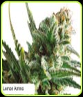 Lemon Ammo - Dispensario Seeds