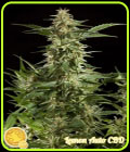 Lemon Auto CBD - Philosopher Seeds