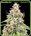 Lemon Bean Fast - Advanced Seeds