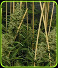 Lemon Bubble - Pheno Finder Seeds