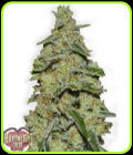 Lemon Cake - Heavyweight Seeds