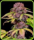Lemon Cherry Cookies Auto - FastBuds