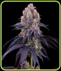 Lemon Coconut Fat Bomb - Perfect Tree Seeds