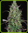 Lemon Cream Kush Auto - Spliff Seeds
