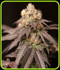 Lemon Curd - Perfect Tree Seeds