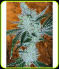 Lemon Delight - Cali Connection Seeds