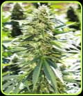 Lemon Diesel - Emerald Triangle Seeds