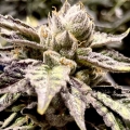 Lemon Ghost Train - Rare Dankness Seeds