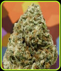 Lemon Hammer - Massive Creations