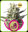 Lemon Haze - Royal Queen Seeds