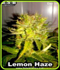 Lemon Haze - BSB Genetics