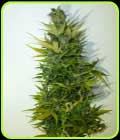 SALE - Lemon Haze Auto - Flash Seeds - Flash Seeds