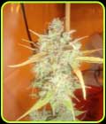 Lemon Haze Auto - Emerald Triangle Seeds