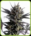 Lemon Haze Auto - Kannabia Seeds
