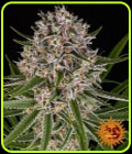SALE - Lemon Haze Auto - Barneys Farm - Cannabis Seed Sale Items
