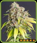 Lemon Haze Original - PowerStrains