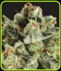 Lemon Haze x SCBDX - Super CBDx Seeds