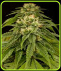Lemon Juice Express Auto - Humboldt Seed Organisation
