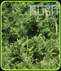 Lemon Kush - Kush Cannabis Seeds