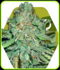 Lemon Kush - Zambeza Seeds