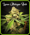 Lemon Meringue Auto - TasteBudz Seeds
