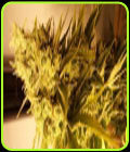 Lemon N Lime Jones - Connoisseur Genetics