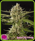 Lemon OG Candy - Philosopher Seeds