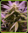 Lemon OG Haze - Nirvana Seeds