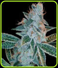 Lemon OG Kush - DNA Genetics Seeds