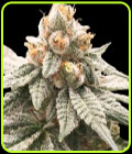 Lemon Oasis - Rare Dankness Seeds