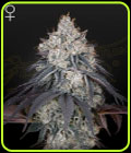 Lemon Orange - Green House Seeds
