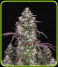 Lemon Pie Auto - FastBuds