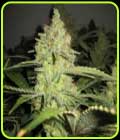 Lemon Pineapple - 710 Genetics