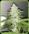 Lemon Sherbert - Pheno Finder Seeds