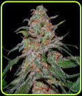 Lemon Skunk - DNA Genetics Seeds