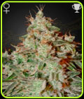 Lemon Skunk - Green House Seeds