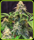 Lemon Suit Larry - Original Dampkring Genetics