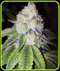 Lemon Tart - Cali Connection Seeds