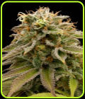 Lemon Thai Kush - Humboldt Seed Organisation